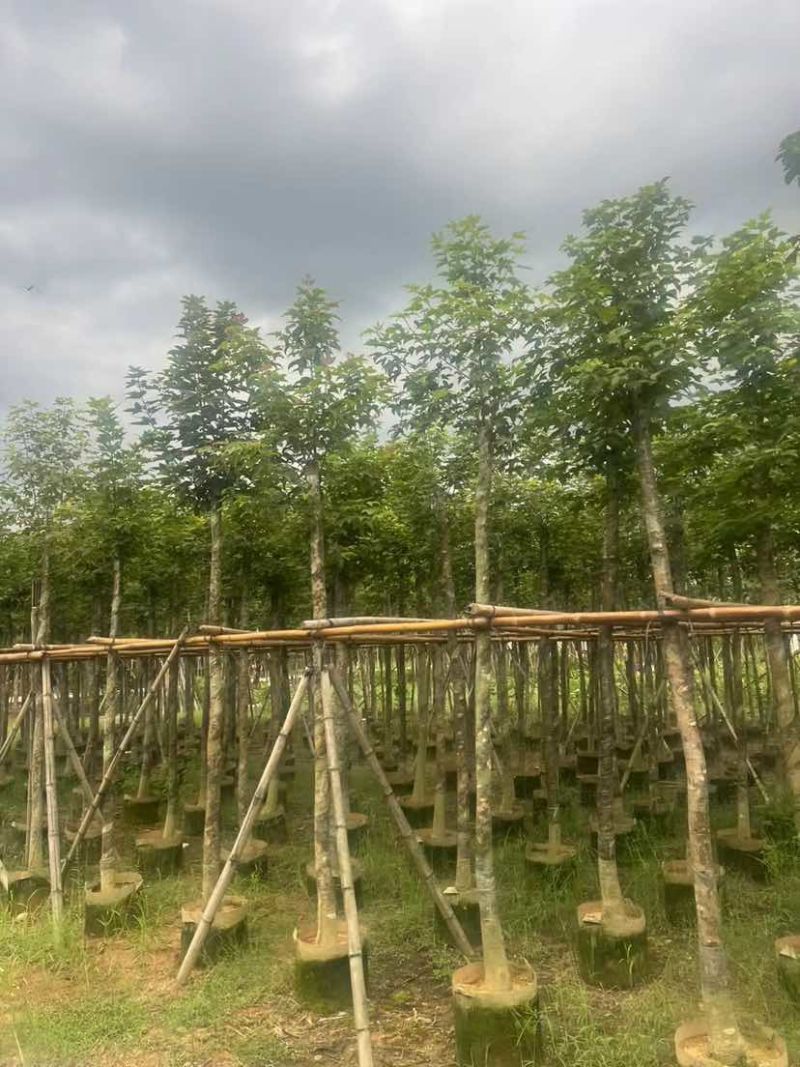 枫香5～8公分基地直销大小规格齐全质量优质
