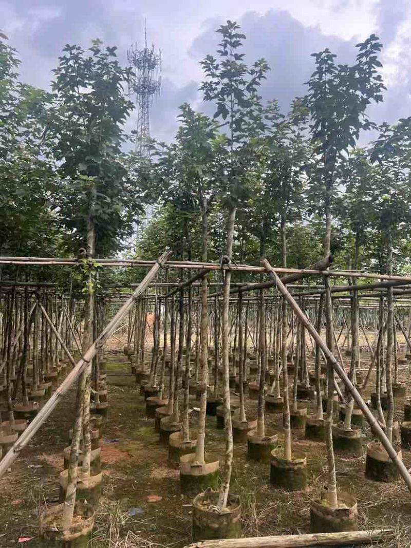 枫香5～8公分基地直销大小规格齐全质量优质