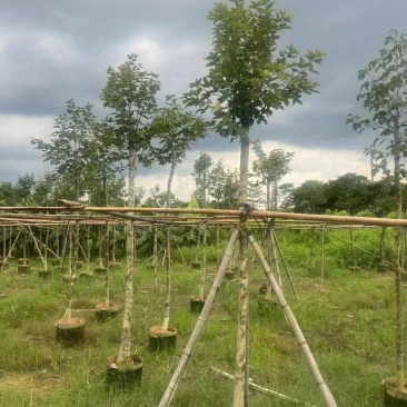枫香5～8公分基地直销大小规格齐全质量优质
