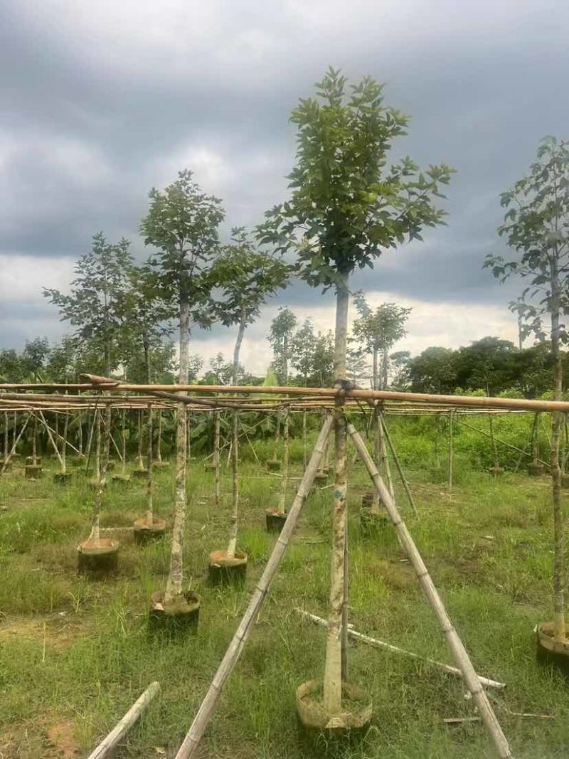 枫香5～8公分基地直销大小规格齐全质量优质