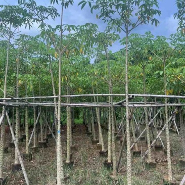 本地木棉5～10公分基地直销大小规格齐全质量优质