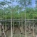 本地木棉5～10公分基地直销大小规格齐全质量优质