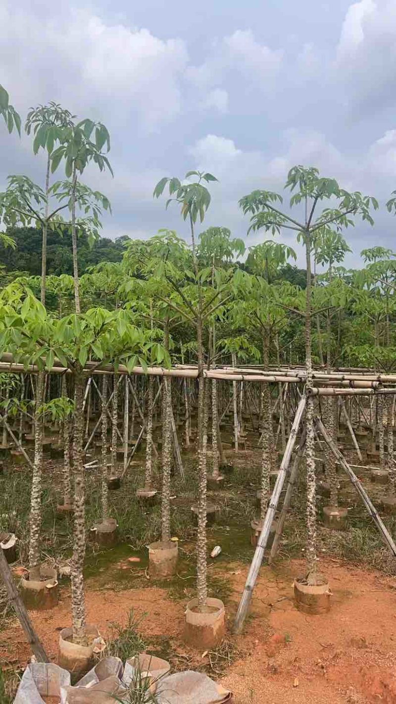 本地木棉5～10公分基地直销大小规格齐全质量优质