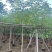 本地木棉5～10公分基地直销大小规格齐全质量优质