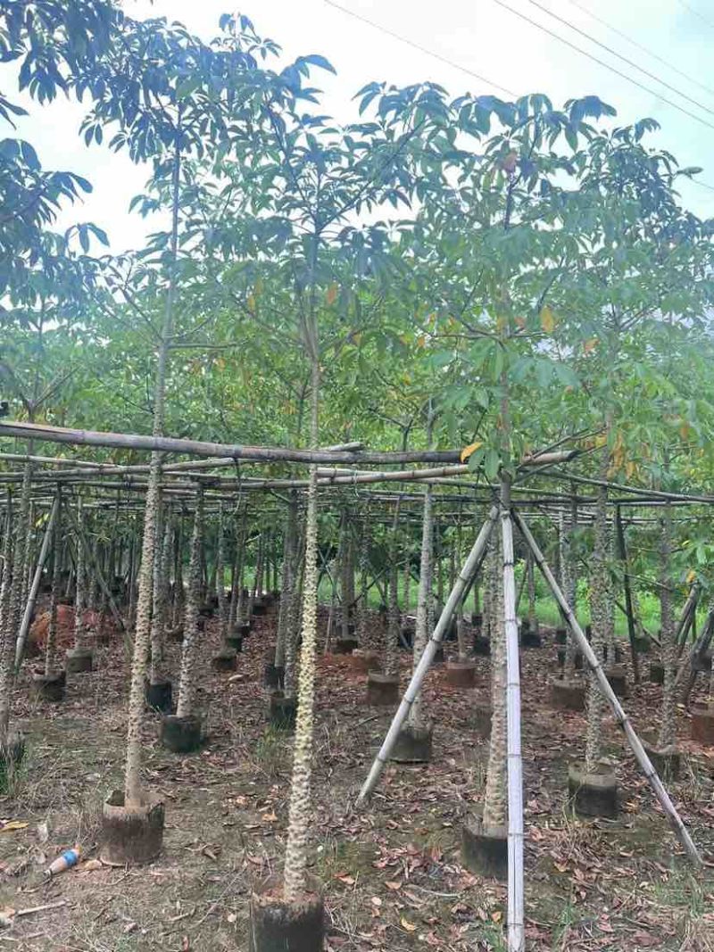 本地木棉5～10公分基地直销大小规格齐全质量优质