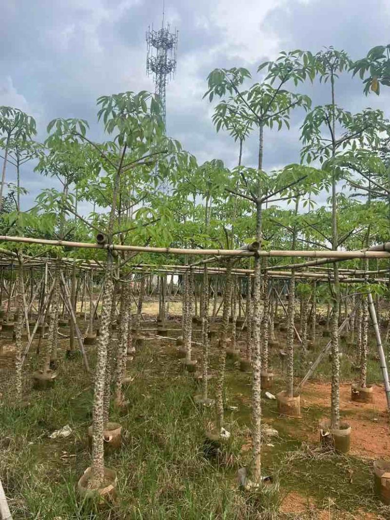 本地木棉5～10公分基地直销大小规格齐全质量优质