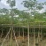 本地木棉5～10公分基地直销大小规格齐全质量优质