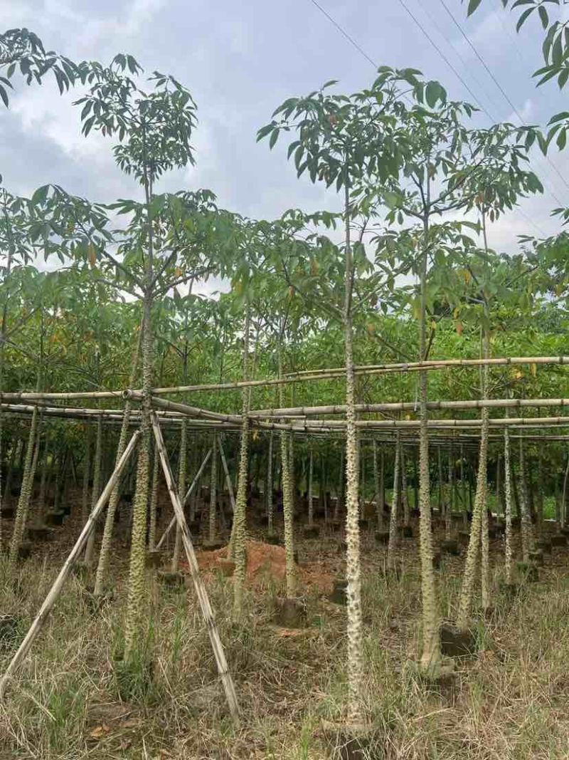 本地木棉5～10公分基地直销大小规格齐全质量优质