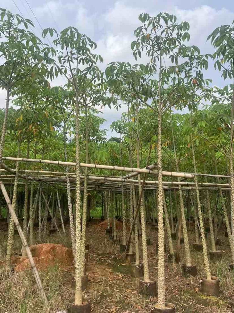 本地木棉5～10公分基地直销大小规格齐全质量优质