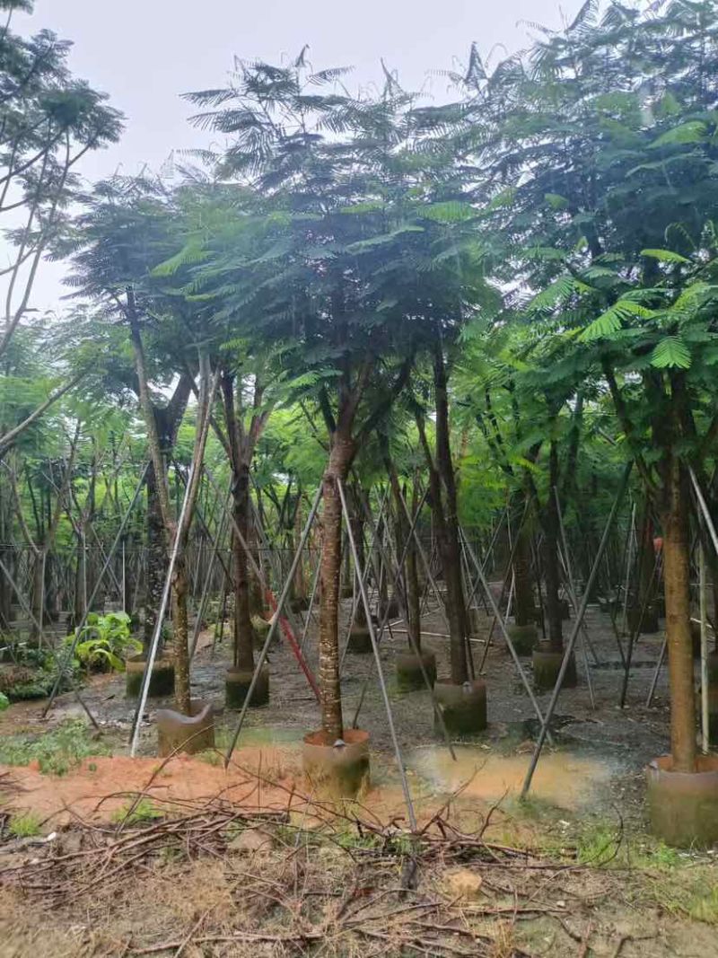 凤凰木15～18公分基地直销大小规格齐全质量优质