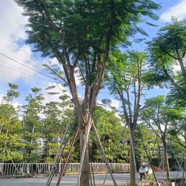 凤凰木15～18公分基地直销大小规格齐全质量优质