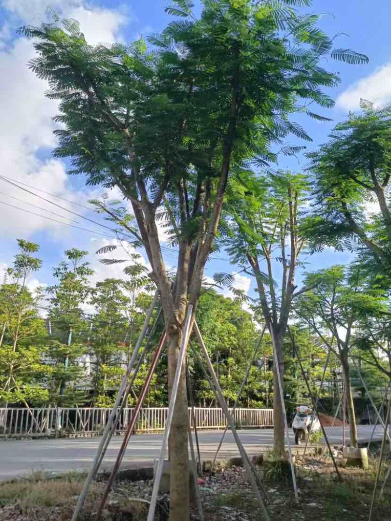 凤凰木15～18公分基地直销大小规格齐全质量优质