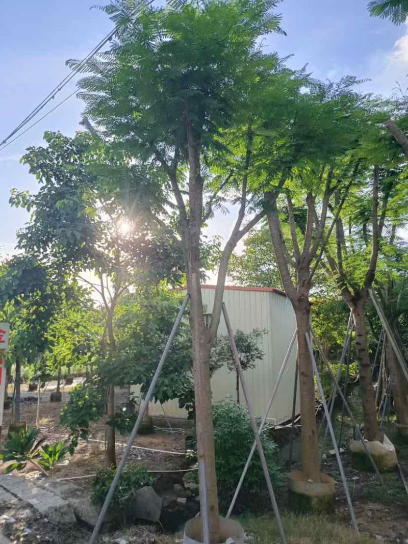 凤凰木15～18公分基地直销大小规格齐全质量优质