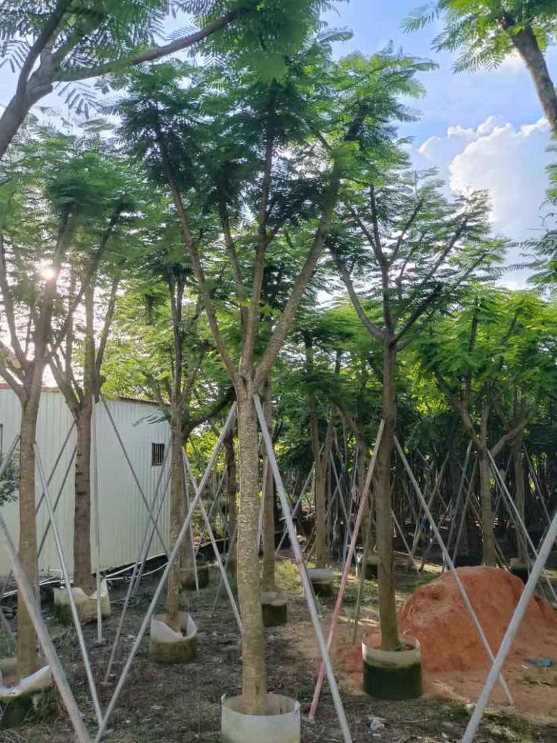 凤凰木15～18公分基地直销大小规格齐全质量优质