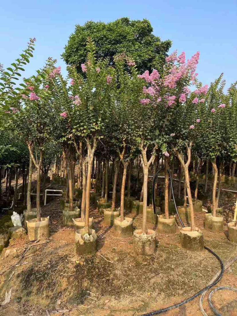 美国紫薇/小叶紫薇5～10公分基地直销大小规格齐全