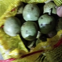 青皮核桃