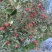 昭通2001中熟苹果