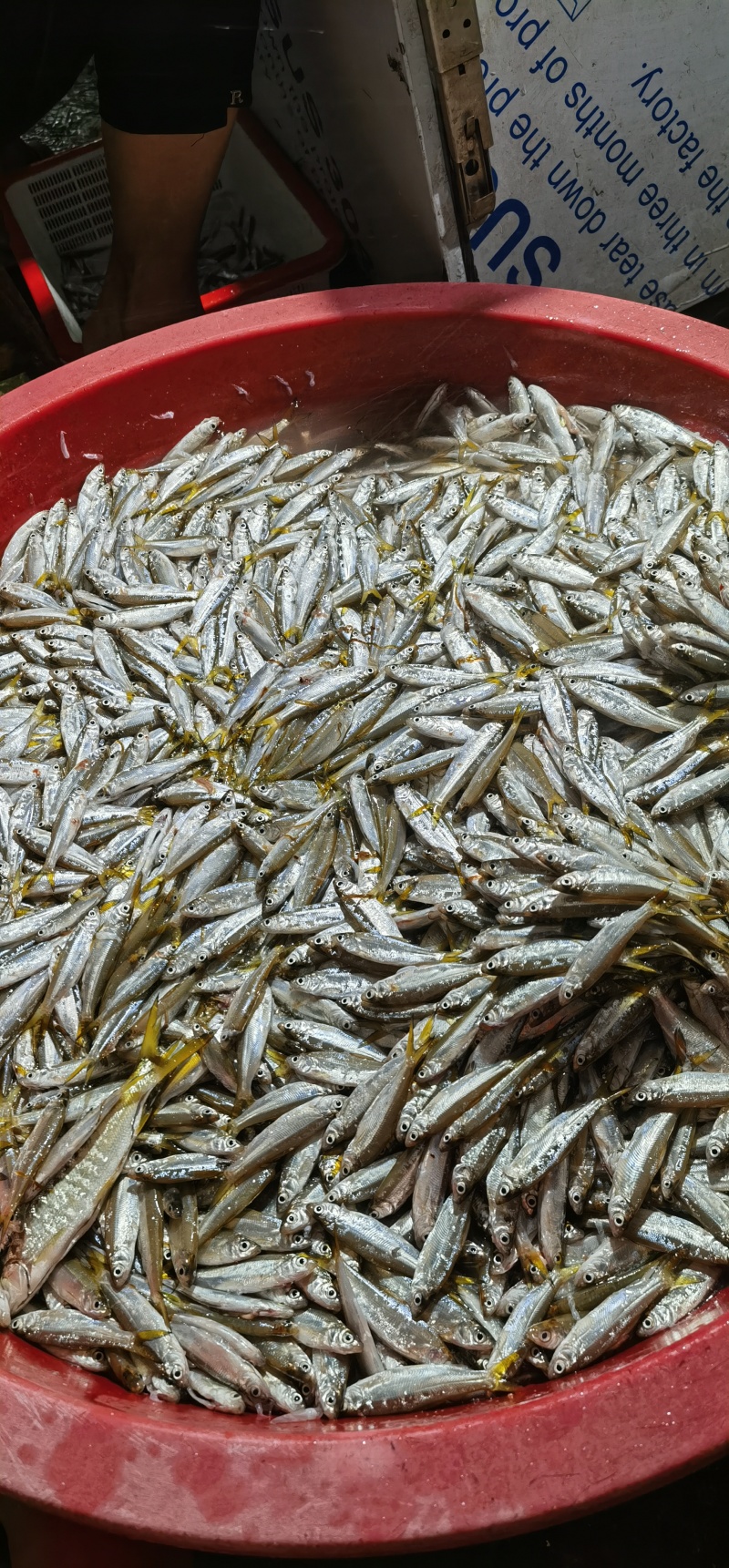 黄尾鱼去肚冻板