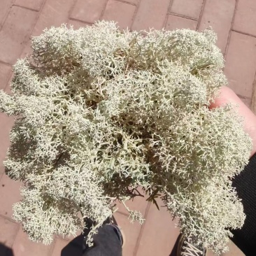 石花子，苔藓