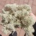 石花子，苔藓
