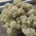 石花子，苔藓植物