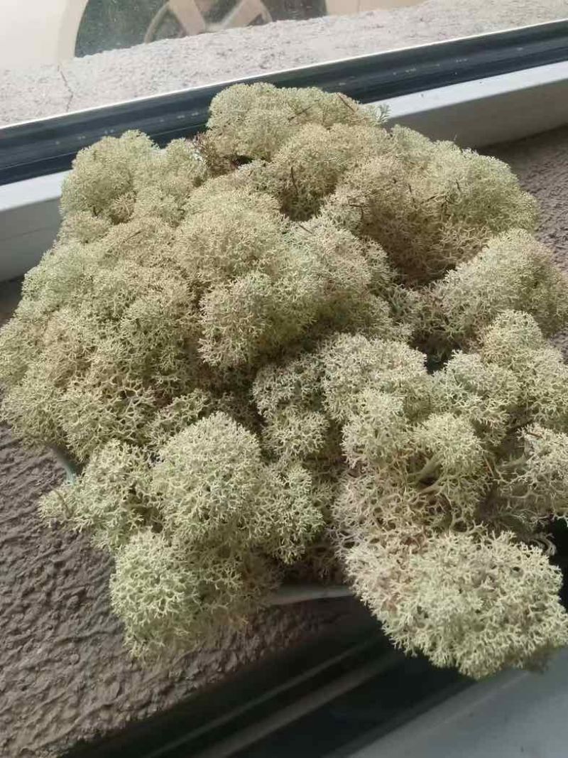 石花子，苔藓植物