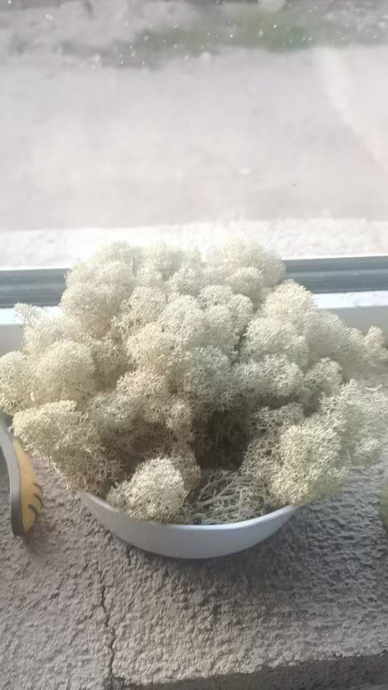 石花子，苔藓植物