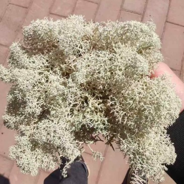 石花子，苔藓植物