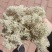 石花子，苔藓植物