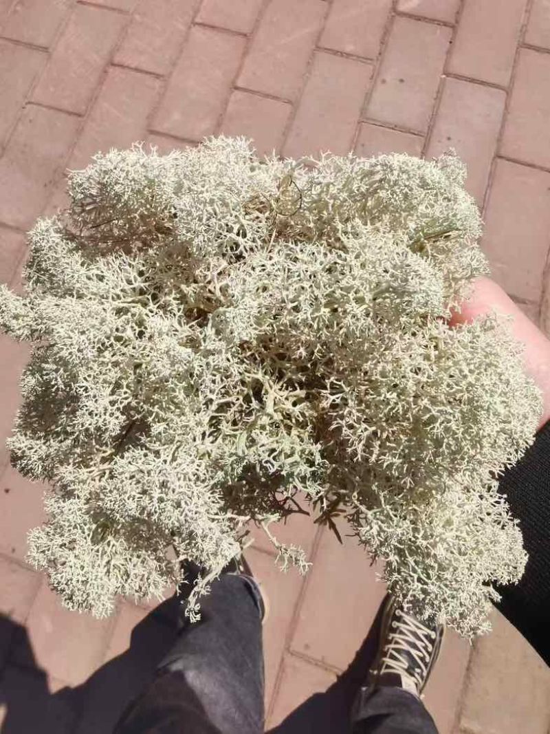 石花子，苔藓植物