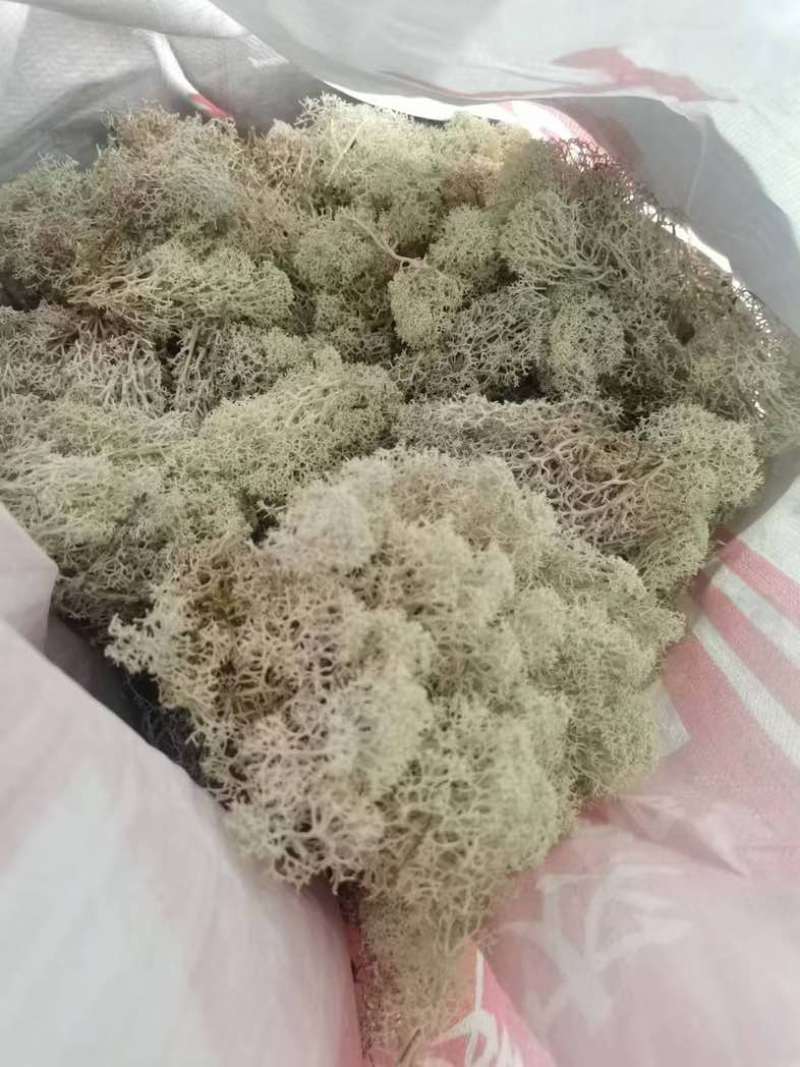 石花子，苔藓植物