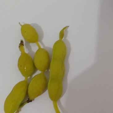 干槐角