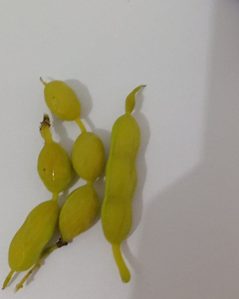 干槐角