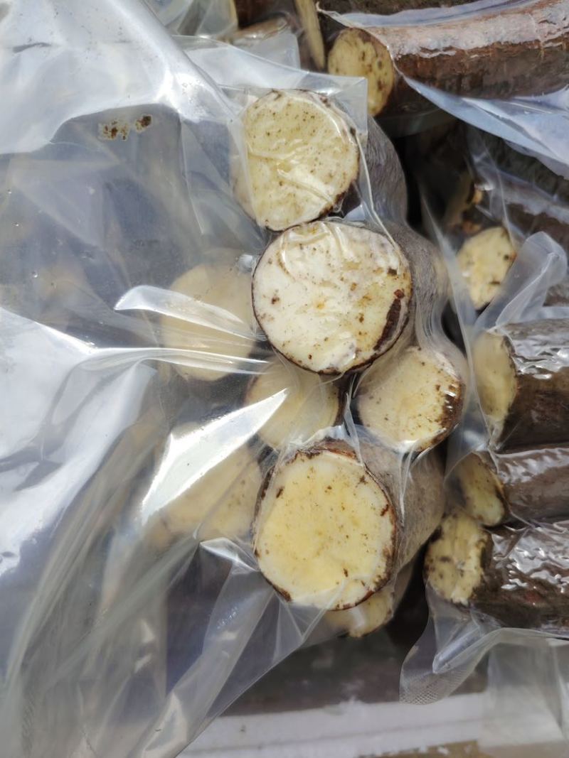 华南九号黄心木薯