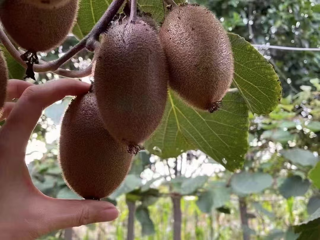 翠香猕猴桃人工采摘过程 翠香猕猴桃采摘现场