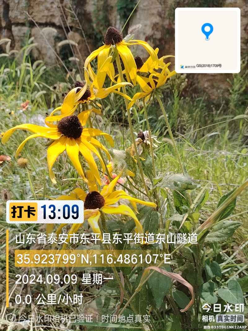 晚秋天人菊黑心菊花期长耐旱耐寒**观赏价值。欢迎来电洽谈