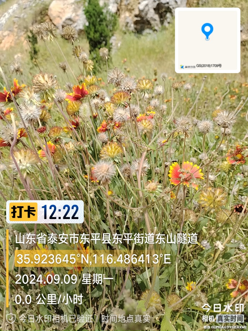 晚秋天人菊黑心菊花期长耐旱耐寒**观赏价值。欢迎来电洽谈