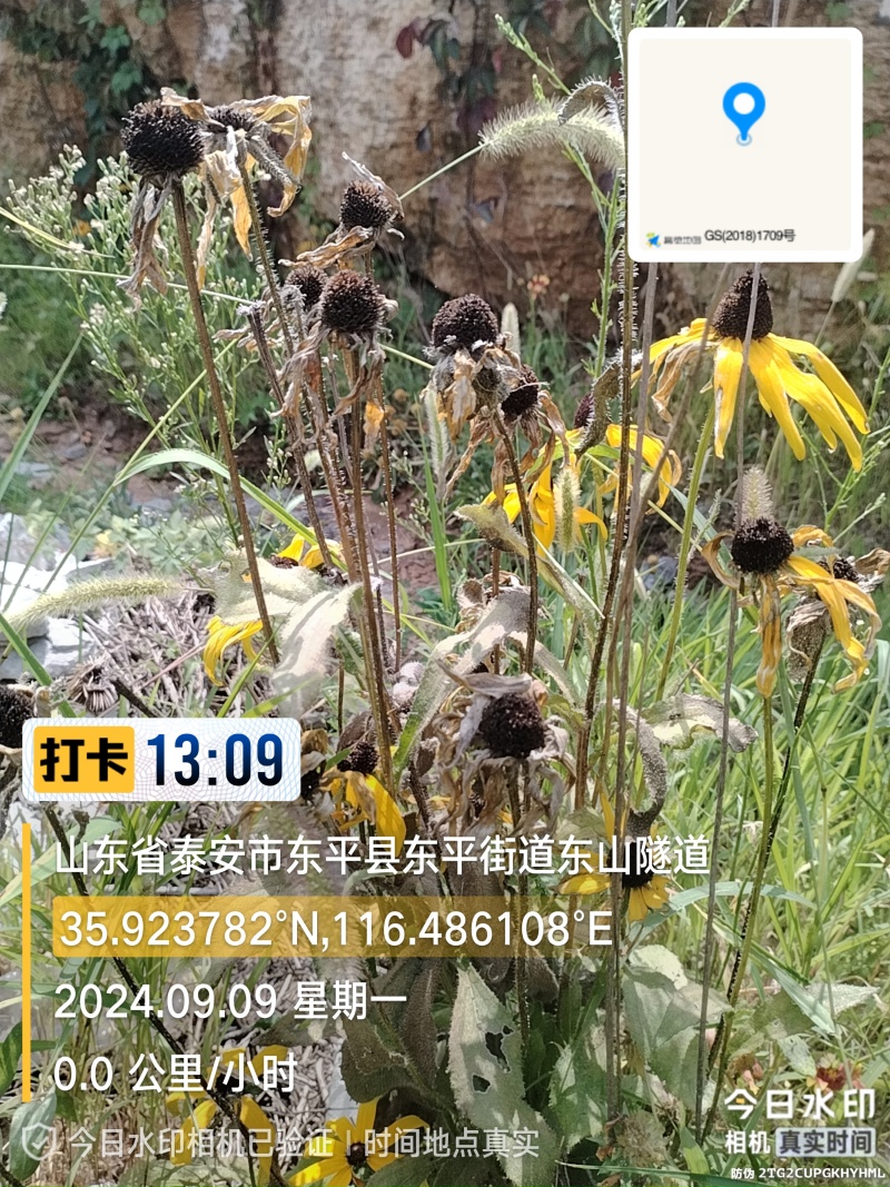 晚秋天人菊黑心菊花期长耐旱耐寒**观赏价值。欢迎来电洽谈