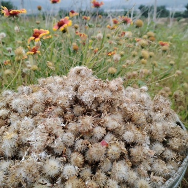 晚秋天人菊黑心菊花期长耐旱耐寒**观赏价值。欢迎来电洽谈