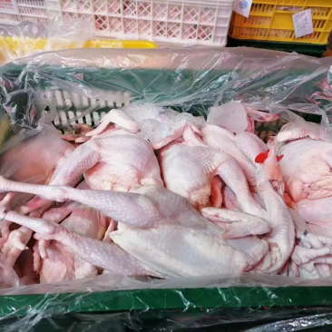 冰鲜三黄鸡，长期有货