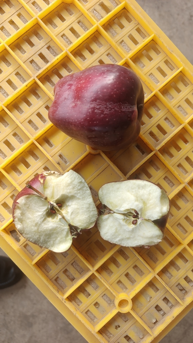 甘肃花牛苹果