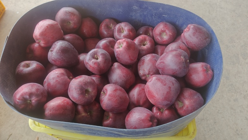 甘肃花牛苹果