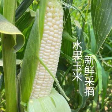 牛奶爆浆水果玉米