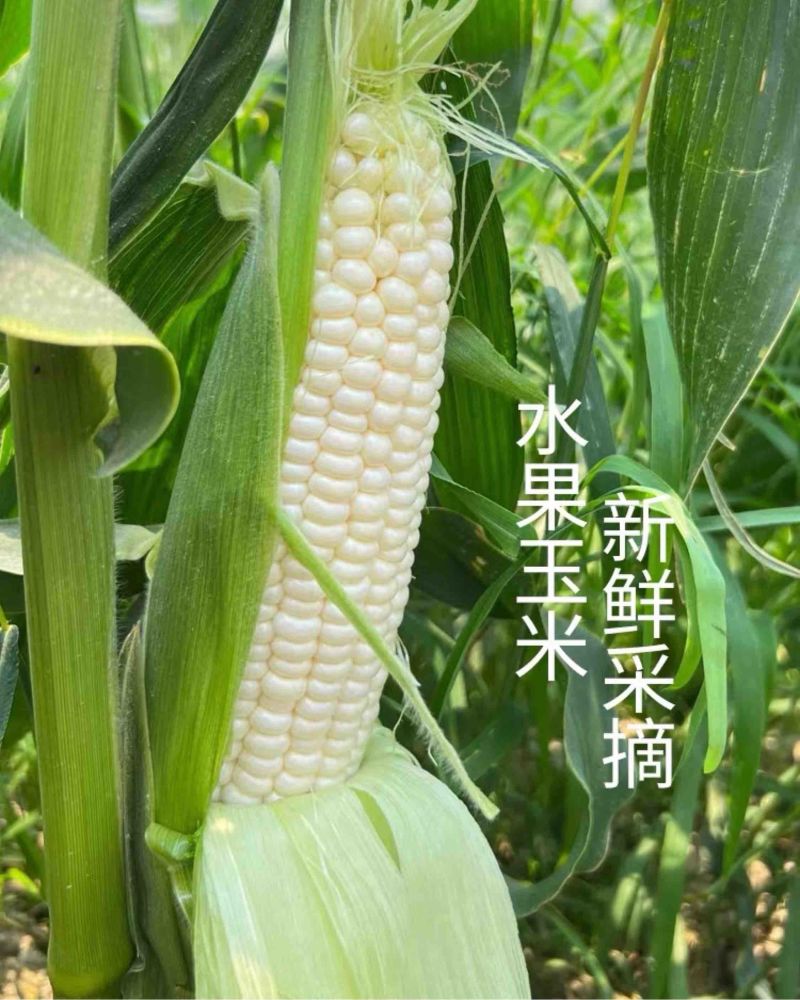 牛奶爆浆水果玉米