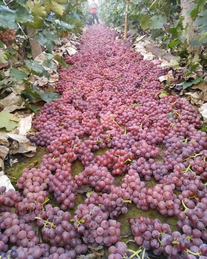 保定清苑巨峰葡萄