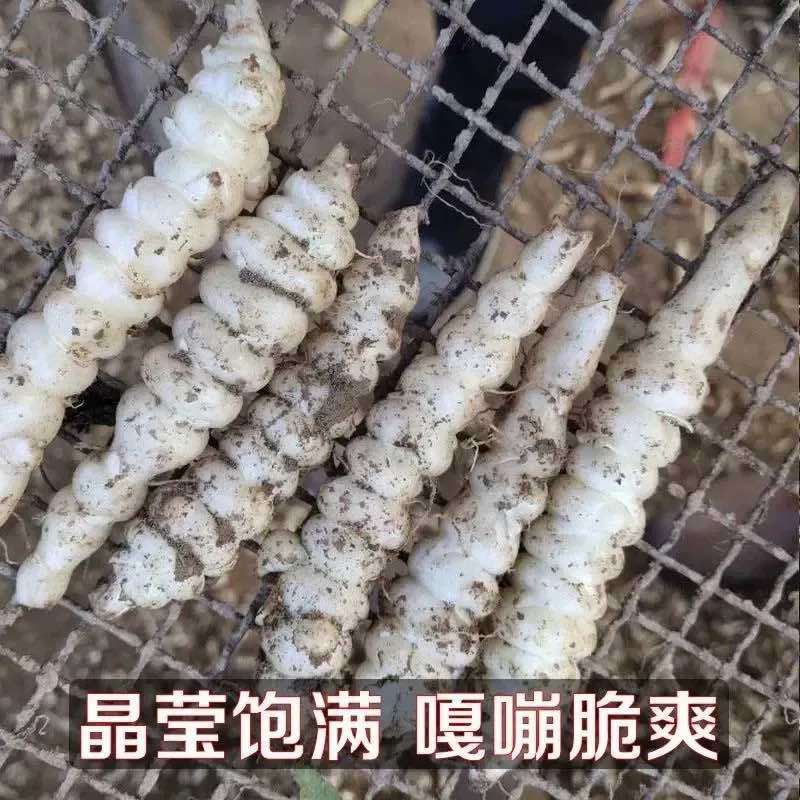 地环螺丝菜.地葫芦.地参