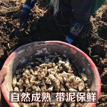 地环螺丝菜.地葫芦.地参
