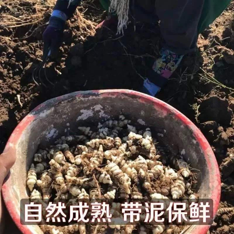 地环螺丝菜.地葫芦.地参