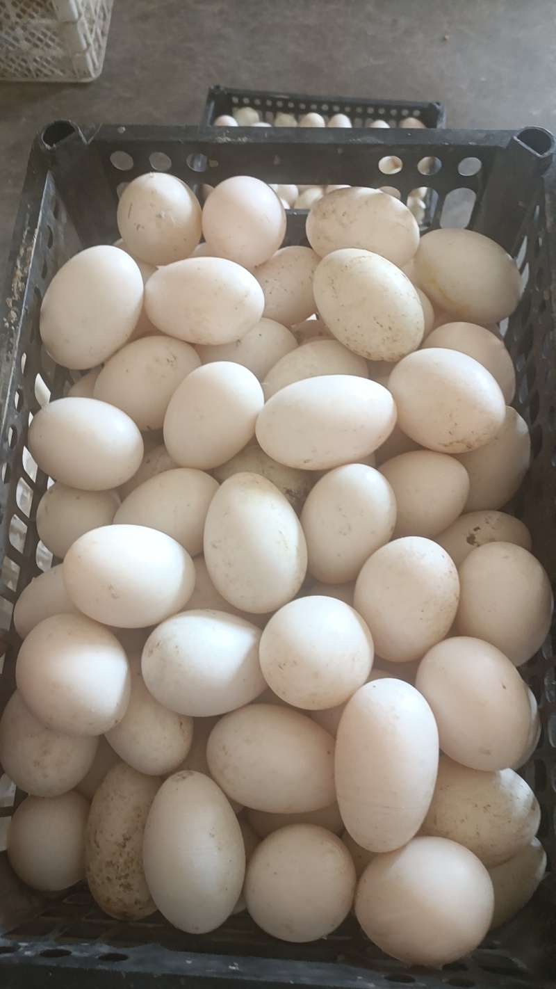经销各种鸭蛋