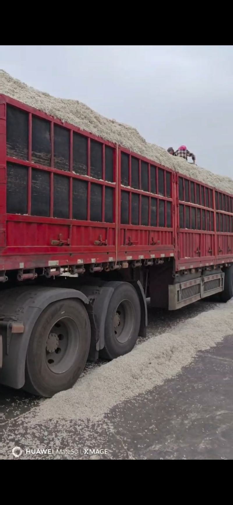 全国出优质棉籽